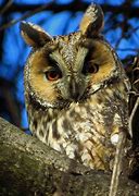 Image result for Owl in Vines