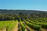 Image result for Cape Mentelle Zinfandel