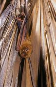 Image result for Bats in Northern VA