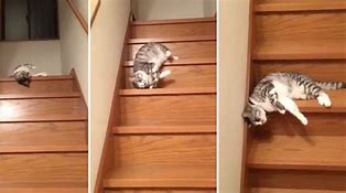 Image result for Cat On Stairs Meme