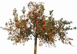 Image result for Apple Tree 1