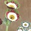Image result for Primula auricula Helen