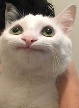 Image result for Cursed Cat Smile