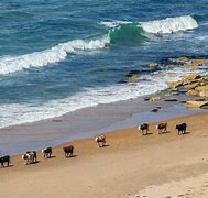 Image result for Pictures Cow Northern Ireland Border