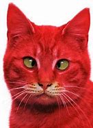 Image result for Cat with Air Pods Meme