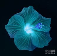 Image result for Teal Flowers iPhone Wallpaper