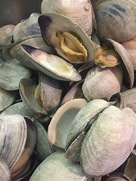 Image result for Eating Quahogs