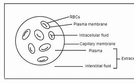 Image result for Plasma vs Interstitial Fluid