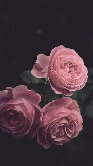 Image result for Pink Rose iPhone Wallpaper