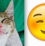 Image result for Cute Pet Emoji