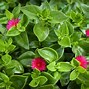 Image result for Red Apple Sun Rose Ground Cover