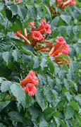 Image result for campsis_radicans