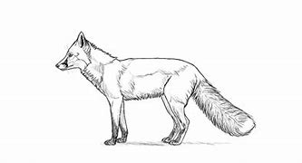 Image result for Fox Drawing Tutorial
