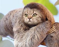 Image result for Funny Cat Photoshop