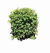 Image result for Transparent Plants Photoshop