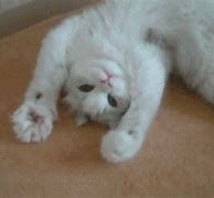 Image result for Cracked Out Wall Kitten