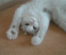 Image result for Funny White Cat Crack