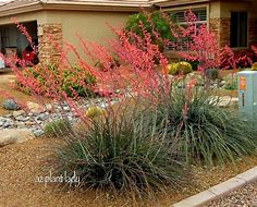 Image result for SouthWest Desert Plants