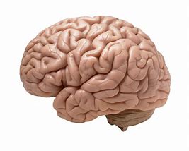 Image result for cerebro