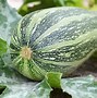 Image result for Green Different Squash Types