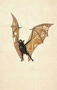 Image result for Medieval Bat Illustration