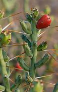 Image result for Desert Christmas Cactus