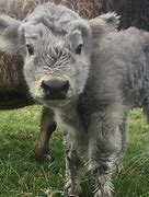 Image result for White Highland Cow Cute