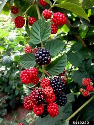 Image result for Rubus