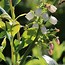 Image result for Vaccinium corymbosum Patriot