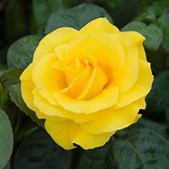 Image result for Golden Rose Bud