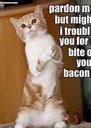 Image result for Bacon Kitteh Meme