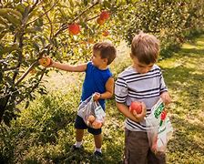 Image result for Kuner's Apple-Picking