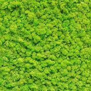 Image result for Moss Wall Texture Seamless