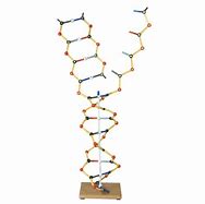 Image result for DNA and RNA Model