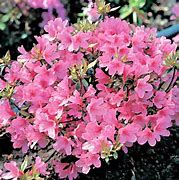 Image result for Rhododendron (AJ) Madame Galle