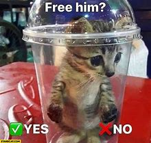 Image result for Free Him Cat Meme