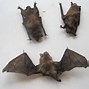 Image result for Bat Scientific Illustration