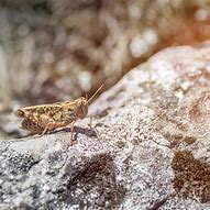 Image result for Cricket Insect