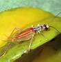 Image result for Swimming Mole Cricket