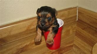 Image result for TeaCup Puppy