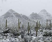 Image result for Sonoran Desert Snow