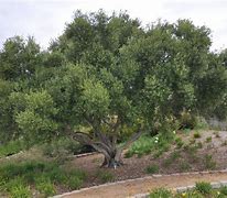 Image result for Olea Europaea Manzanillo