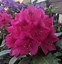 Image result for Rhododendron (C) Nova Zembla