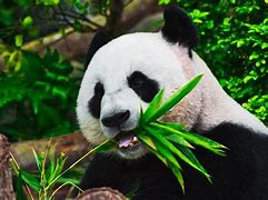 Image result for Guangzhou Zoo