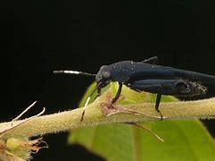 Image result for Pygmy Mole Cricket