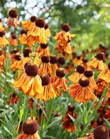 Helenium Kupferzwerg に対する画像結果