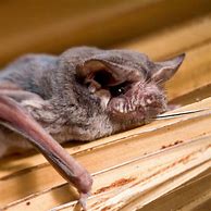 Image result for Picture of a Mexican Freetail Bat for Preschoolers