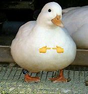 Image result for Ducky Baby Memes