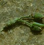 Image result for "green-fruitworm"