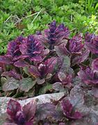 Image result for Red and Green Leaf Ground Cover